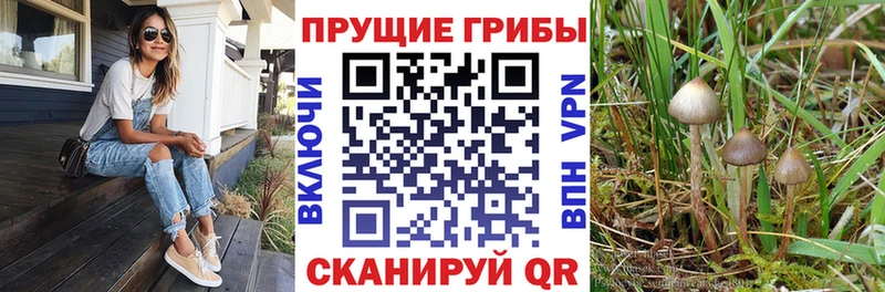 Галлюциногенные грибы мухоморы  Купить закладки  Севск 